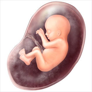 testosterone in the womb