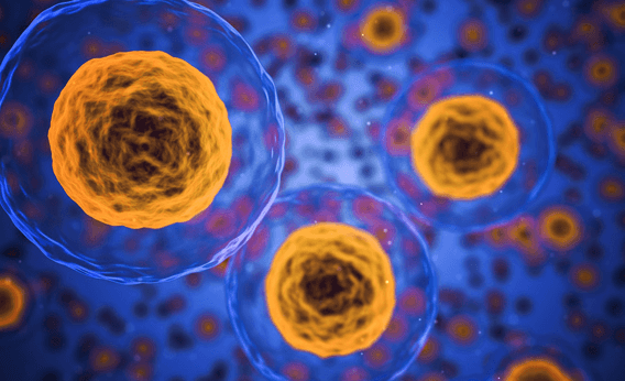 stem cells